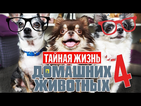 ГОВОРЯЩИЕ СОБАКИ УЧАТ СОБАКУ МИШУ ГОВОРИТЬ | Тайная жизнь домашних животных по русски 4 серия - Популярные видеоролики рунета