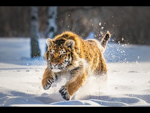 Дикая природа  России   Wildlife in Russia   National Geographic 4K Ultra HD - Популярные видеоролики рунета