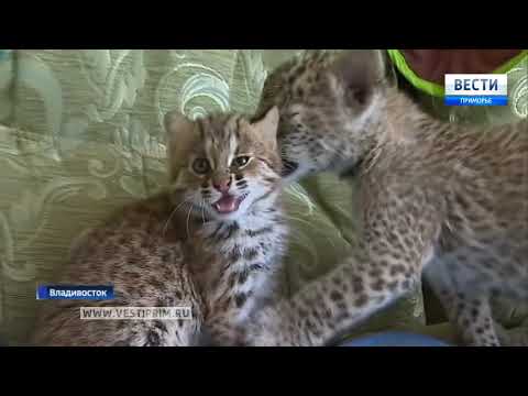 «Думали, что домашний»: В Приморье спасли краснокнижного лесного кота - Популярные видеоролики рунета