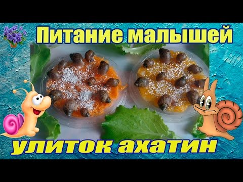 Питание маленьких улиток ахатин в домашних условиях - Популярные видеоролики рунета