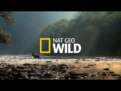 Дикая природа Чили (Жизнь без воды) - Популярные видеоролики рунета