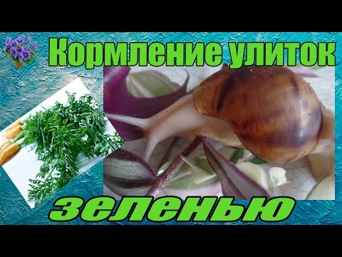 Кормление  гигантских африканских улитка ахатин ( Achatina ) зеленью - Популярные видеоролики рунета
