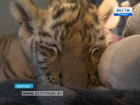 В Шкотово дома у ветеринара подрастает маленький  Шерхан — детеныш тигров  Амура и Уссури - Популярные видеоролики рунета