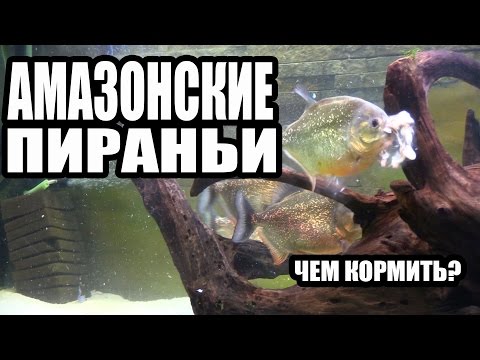 Чем я Кормлю Амазонских Пираний. What I feed the Amazonian Piranhas - Популярные видеоролики рунета