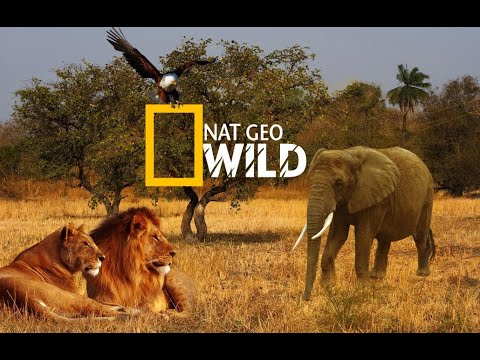 Nat Geo Wild. Мир Документальных Фильмов - Популярные видеоролики рунета