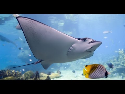 Дикая природа  Удивительная природа барьерного рифа Австралии! HD - Популярные видеоролики рунета