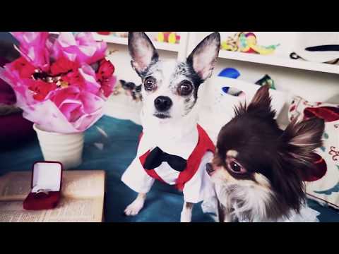Собаки ПОЖЕНИЛИСЬ и хомяки свидетели! Собачья свадьба и хомки в зоопарке Magic Family - Популярные видеоролики рунета
