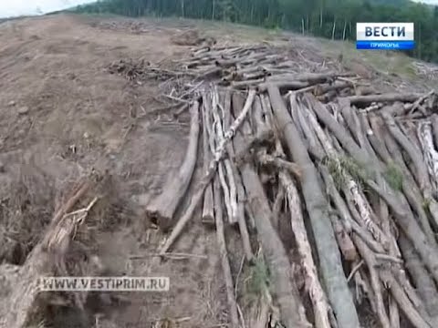 Что ищут китайские геологи в изуродованной Уссурийской тайге? - Популярные видеоролики рунета