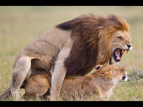 Африканские животные  - Лев Спаривание,  Дикие животные - Популярные видеоролики рунета