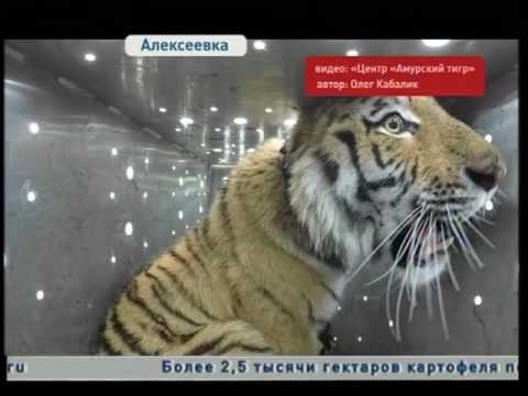 Знаменитого тигра Владика выпустили на свободу - Популярные видеоролики рунета
