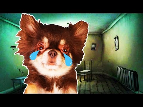 СТРАШНАЯ комната собаки МИШИ! - Популярные видеоролики рунета