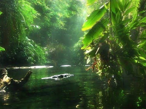 Интересные факты  Джунгли  Дикая природа и животные Южной Азии  Лучший фильм о природе - Популярные видеоролики рунета