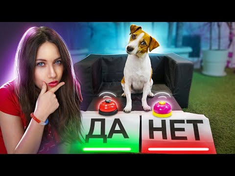 СОБАКА ОТВЕЧАЕТ ДА или НЕТ - Тест для Собаки | Elli Di Pets - Популярные видеоролики рунета