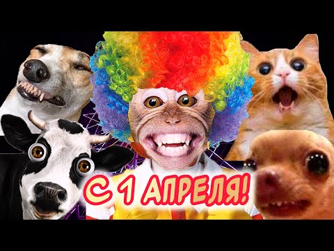 Прикольное поздравление с 1 апреля 😂 Отличного настроения 👍 - Популярные видеоролики рунета