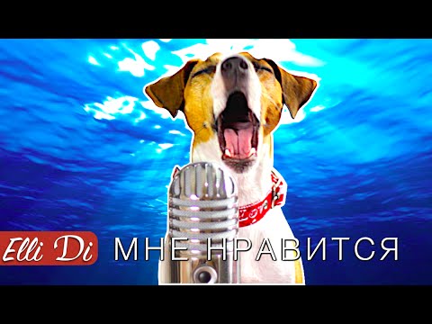 Егор Крид - Мне нравится | СОБАКА ДЖИНА ПОЁТ | Elli Di Собаки - Популярные видеоролики рунета