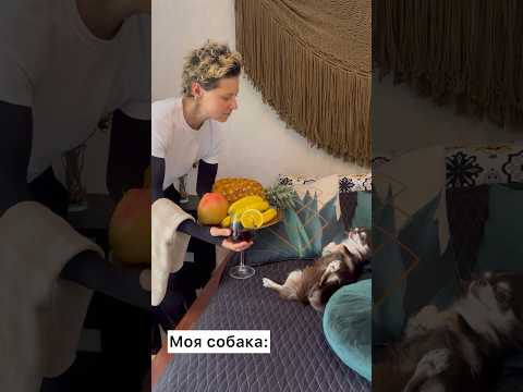 🤯 НОРМАЛЬНЫЕ СОБАКИ VS МОЯ 😬 - Популярные видеоролики рунета