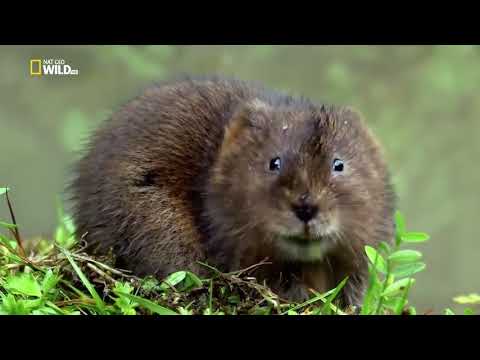 Nat Geo Wild - Дикая природа Великобритании / Wild Great Britain 2 серия  Водоемы - Популярные видеоролики рунета
