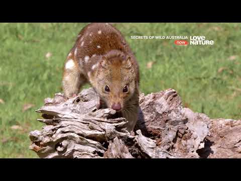 Тайны дикой природы Австралии : Сумчатые малютки 4K - Популярные видеоролики рунета