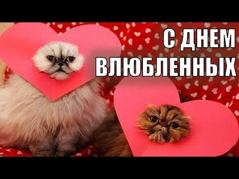 14 февраля - ДЕНЬ ВАЛЕНТИНА 2018! Поздравление с Днем Валентина ДЕНЬ ВЛЮБЛЕННЫХ Коты это любовь - Популярные видеоролики рунета