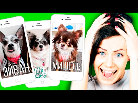 ЕСЛИ БЫ СОБАКА БЫЛА SIRI ! Все мои собаки в роли Siri - Популярные видеоролики рунета