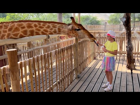 София кормит Жирафов в зоопарке и гуляет с семьей в парке | Sofia feeds giraffes at Dubai Zoo - Популярные видеоролики рунета