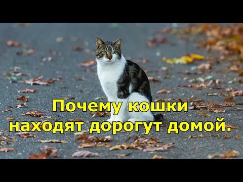 Почему кошки находят дорогу домой? - Популярные видеоролики рунета