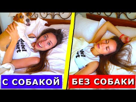 Жизнь с Cобакой VS Жизнь без Cобаки Моё утро с собакой КРИТ | Elli Di Pets - Популярные видеоролики рунета
